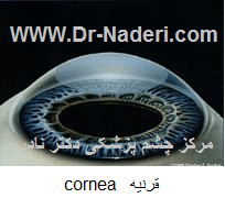 cornea anatomy آناتومی قرنیه 