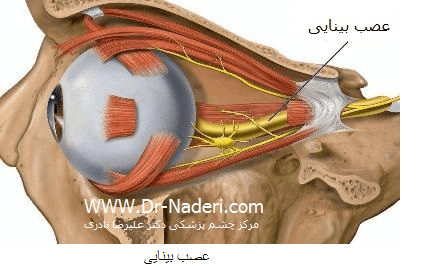 optic nerve عصب بینایی