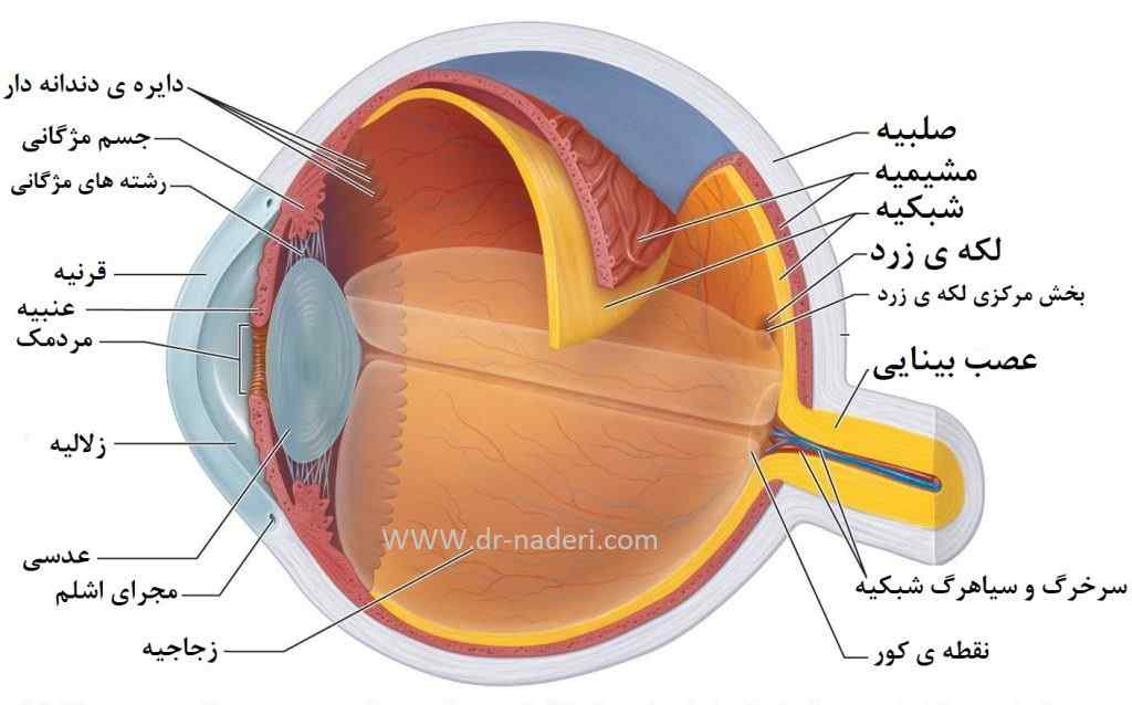 Eye Anatomy  ساختمان جشم 